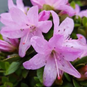 日本花キ流通 予約販売 深山霧島ツツジ 紅雀 9cmポット 開花予定株