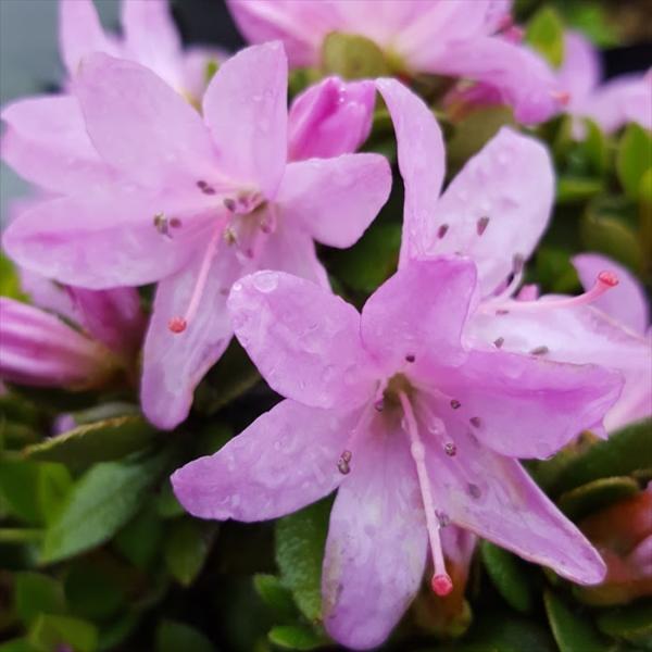 予約販売 尖閣ツツジ 9cmポット 開花予定株 センカクツツジ つつじ 花苗 常緑 花木 toy 1...