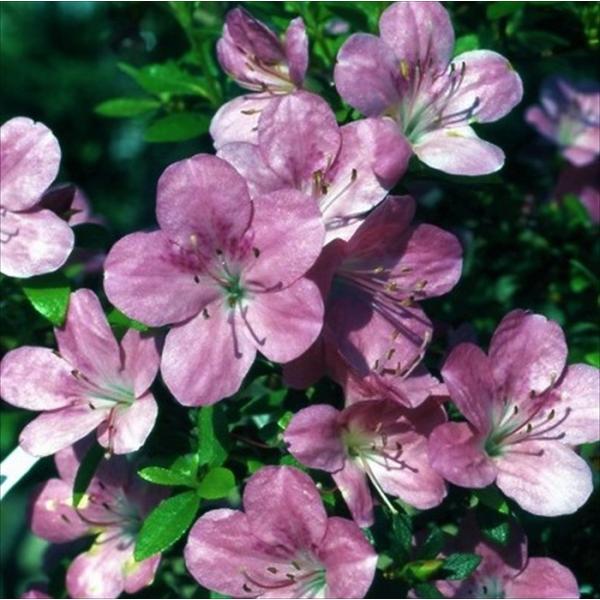 予約販売 深山霧島ツツジ 筑峰 9cmポット 開花予定株 ちくほう ミヤマキリシマツツジ つつじ 花...