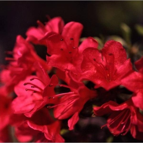 予約販売 深山霧島ツツジ 紅小町 9cmポット 開花予定株 ミヤマキリシマツツジ つつじ 花苗 常緑...