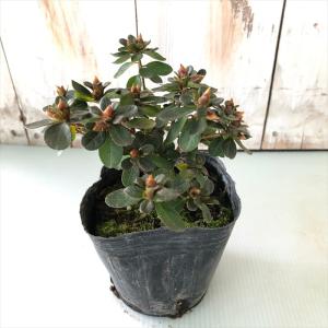 予約販売 深山霧島ツツジ 紅小町 9cmポット...の詳細画像1