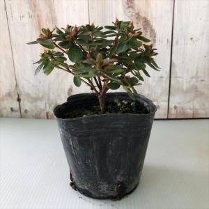 予約販売 深山霧島ツツジ 紅小町 9cmポット...の詳細画像2