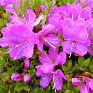 日本花キ流通 予約販売 深山霧島ツツジ 羽根乙女 9cmポット 開花予定株
