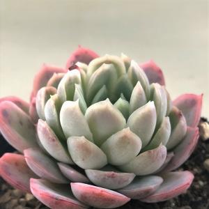 多肉植物 skエケベリア エレガンス 多肉植物 エケベリア 7.5cmポット
