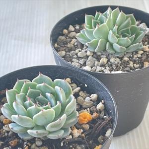 多肉植物 skエケベリア 沙羅姫牡丹 多肉植物...の詳細画像1