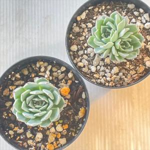 多肉植物 skエケベリア 沙羅姫牡丹 多肉植物...の詳細画像2