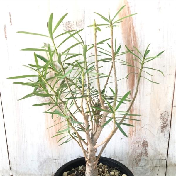 多肉植物 caユーフォルビア バルサミフェラ 実生 1214-043 多肉植物 9cmポット 現品販...