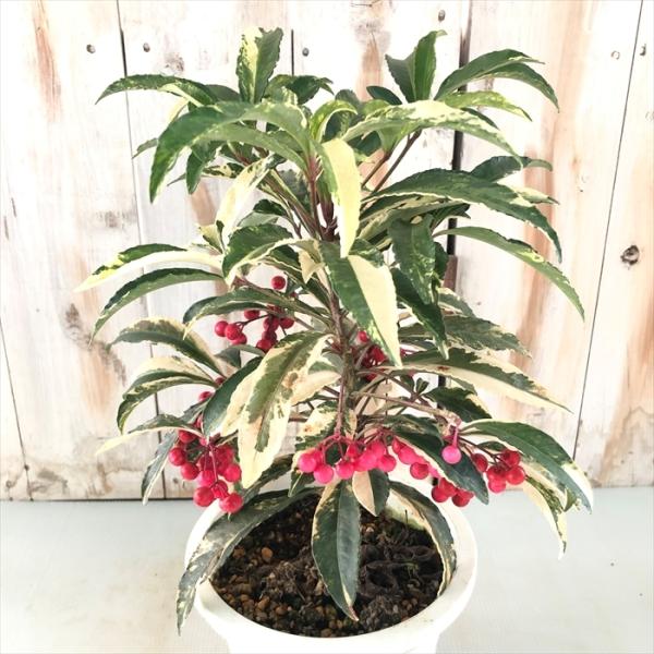 斑入り万両 宝船錦 5号鉢 マンリョウ ギフトプレゼント 鉢植え 鉢花