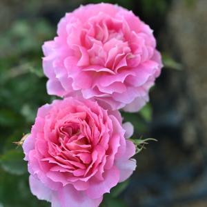 予約販売 バラ 苗 新苗 ロサ オリエンティス シェエラザード 登録品種