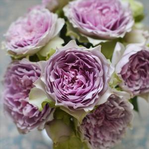 予約販売 バラ 苗 バラ 新苗 河本バラ園 コフレ 品種登録出願中 四季咲き 薔薇 ばら 送料無料 紫 has 5月中旬以降発送｜flower-net