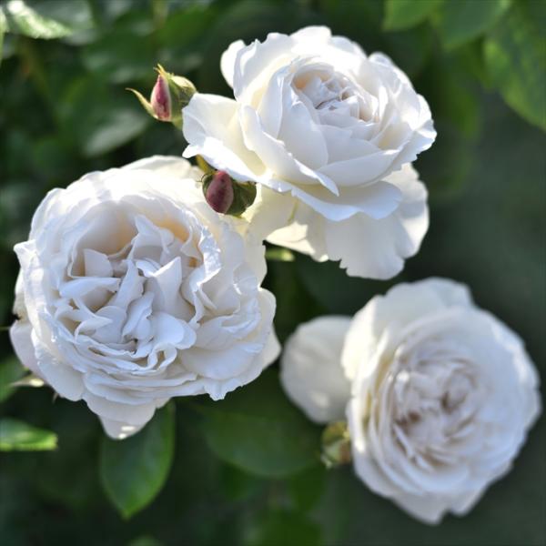 予約販売 バラ 苗 バラ 新苗 デルバール パブロワ 品種登録出願中 四季咲き 薔薇 ばら 送料無料...