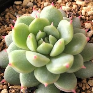 日本花キ流通 多肉植物 hxエケベリア 黒爪ザラゴーサ×チワワエンシス