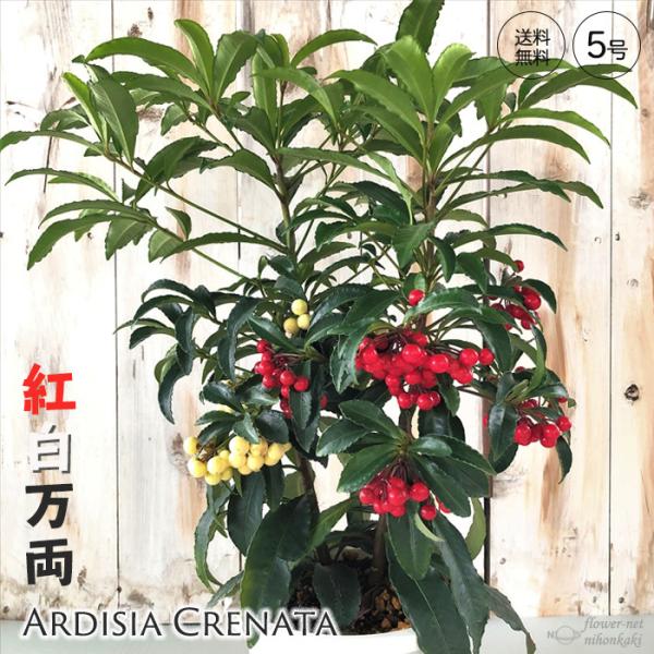 紅白万両 5号鉢 送料無料 マンリョウ 夫婦万両 常緑 寄せ植え 縁起物 ギフトプレゼント 鉢植え ...