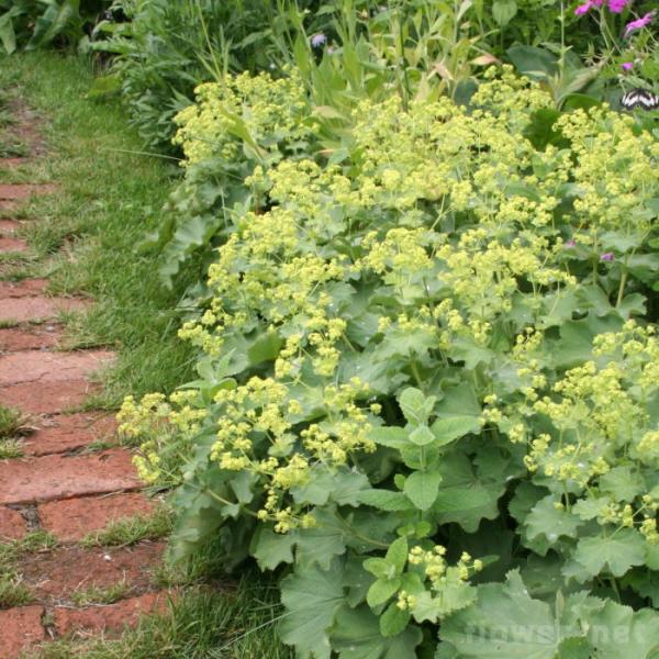 アルケミラ 苗 モリス 9cmポット 多年草 ガーデニング 花苗 宿根草苗 atm