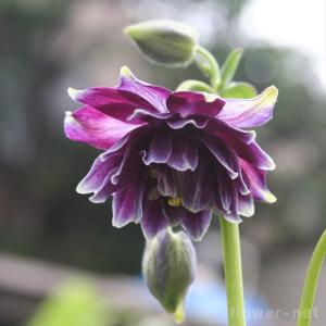 オダマキ苗 花の苗 の商品一覧 苗 花 ガーデニング 通販 Yahoo ショッピング