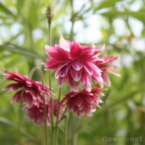 オダマキ苗の商品一覧 通販 Yahoo ショッピング