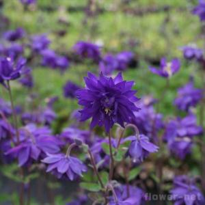 オダマキ苗の商品一覧 通販 Yahoo ショッピング