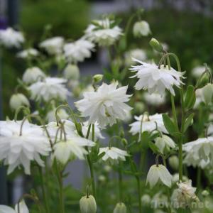 オダマキ苗の商品一覧 通販 Yahoo ショッピング