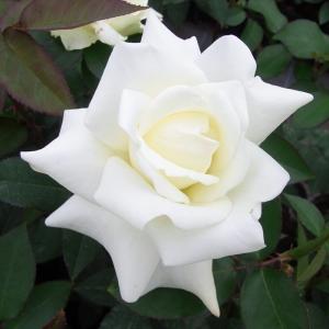 予約販売 バラ 苗 バラ 新苗 大輪 ジョンFケネディ 木立性 四季咲き 薔薇 ばら 白 tros 4月中旬以降発送