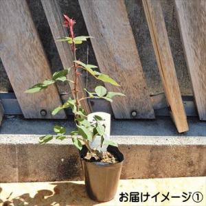予約販売 バラ 苗 バラ 新苗 大輪 ジョンF...の詳細画像3