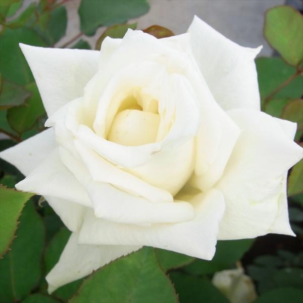 予約販売 バラ 苗 バラ 新苗 大輪 アイスフラワー 木立性 四季咲き 薔薇 ばら 白 tros 4...