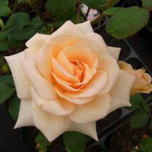 日本花キ流通 予約販売 バラ 苗 バラ 新苗 大輪 ニュージーランド