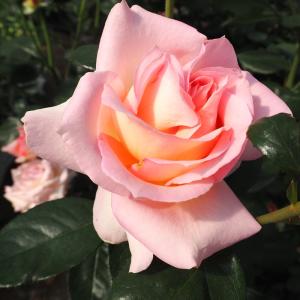 日本花キ流通 予約販売 バラ 苗 バラ 新苗 大輪 ピンクパンサー 木立性