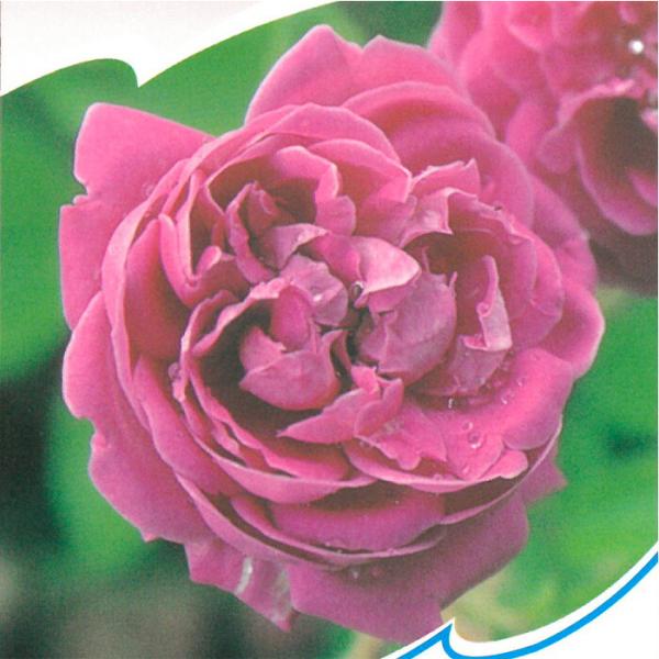 予約販売 バラ 苗 バラ 新苗 オールドローズ カルディナルドゥリシュリュー 半つる性 一季咲き 中...