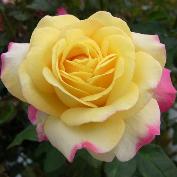 予約販売 バラ 苗 バラ 新苗 大輪 キッスオブフロリア 木立性 四季咲き 薔薇 ばら 黄色 tro...