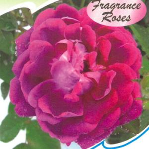 予約販売 バラ 苗 バラ 新苗 オールドローズ キングジョージ4世 半つる性 一季咲き 中輪 薔薇 ...