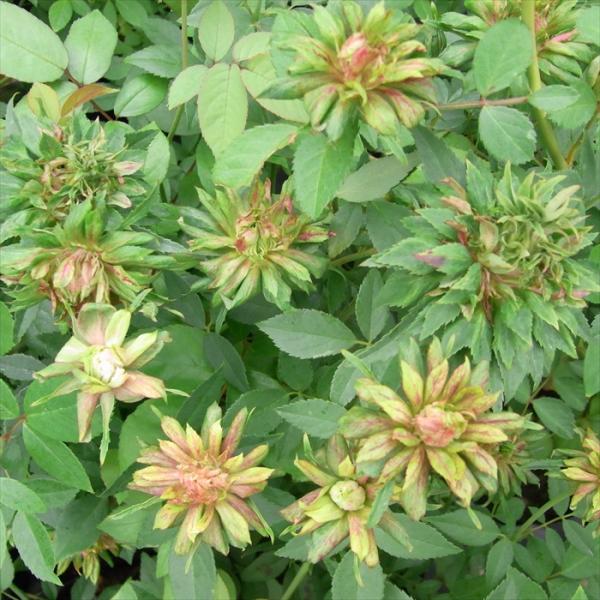 予約販売 バラ 苗 バラ 新苗 オールドローズ グリーンローズ 木立性 四季咲き 中輪 薔薇 ばら ...