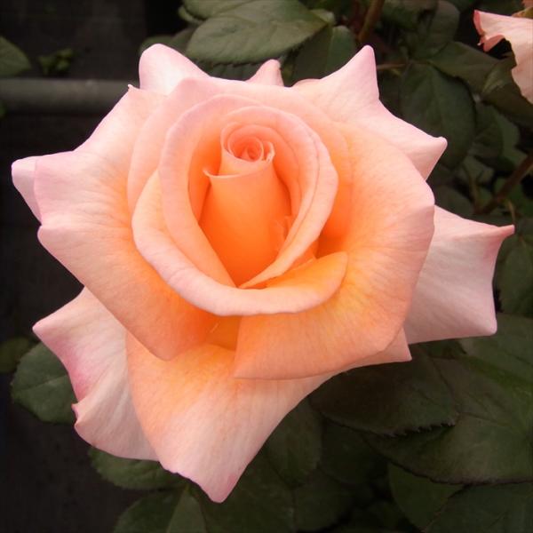 予約販売 バラ 苗 バラ 新苗 大輪 ケーニギンベアトリクス 木立性 四季咲き 薔薇 ばら オレンジ...