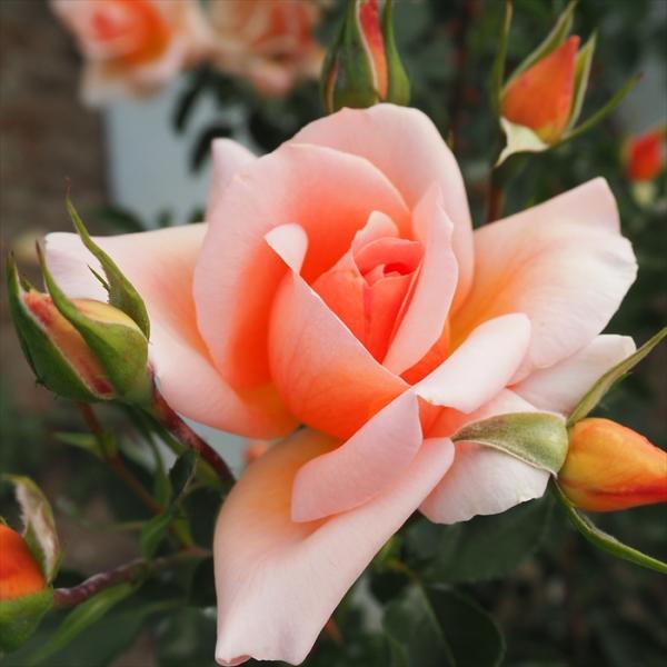 予約販売 バラ 苗 バラ 新苗 中輪 ザンブラ’93 木立性 四季咲き 薔薇 ばら オレンジ tro...