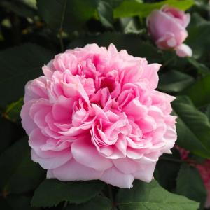 日本花キ流通 予約販売 バラ 苗 バラ 新苗 オールドローズ マダム