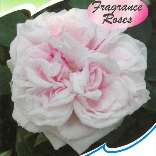 予約販売 バラ 苗 バラ 新苗 オールドローズ スヴニールドゥラマルメゾン 四季咲き 中輪 つるバラ...