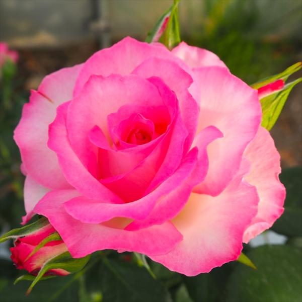 予約販売 バラ 苗 バラ 新苗 大輪 ストロベリーアイス 半つる性 四季咲き 薔薇 ばら ピンク t...