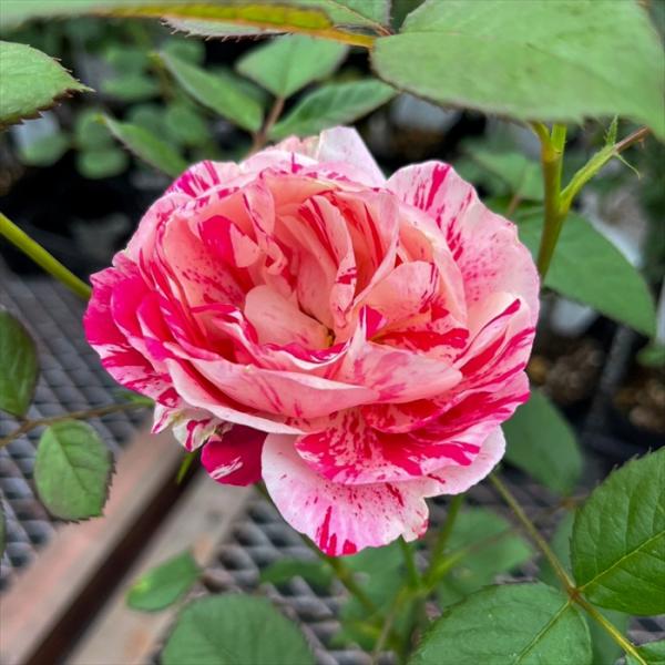 予約販売 バラ 苗 バラ 新苗 大輪 センチメンタル 木立性 四季咲き 薔薇 ばら 赤 tros 4...