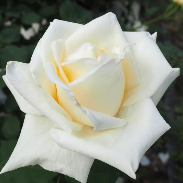 予約販売 バラ 苗 バラ 新苗 大輪 そどおり姫 （衣通姫） 木立性 四季咲き 薔薇 ばら 黄色 t...