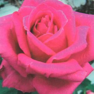 予約販売 バラ 苗 バラ 新苗 大輪 デイム和子 木立性 四季咲き 薔薇 ばら ピンク tros 4...