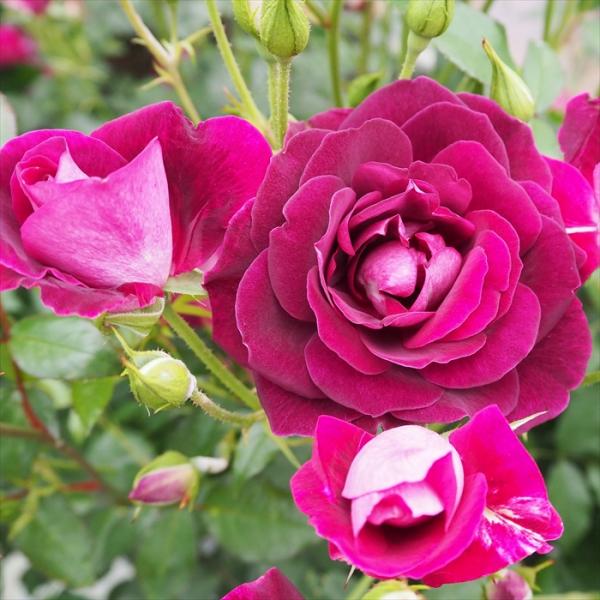 予約販売 バラ 苗 バラ 新苗 中輪 バーガンディアイスバーグ 木立性 四季咲き 薔薇 ばら 紫 t...