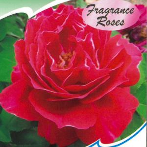 クリスマスローズ開花株 キラメキ寄りのDDグロッシー☆赤蕊ディープ