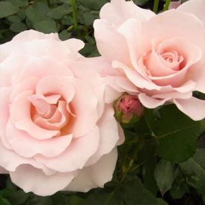 バラ苗 バラ新苗 ピンクフレンチレース 木立性 四季咲き 中輪 薔薇 ばら ピンク tros