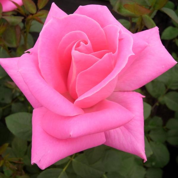 予約販売 バラ 苗 バラ 新苗 大輪 プリンセスマーガレット 木立性 四季咲き 薔薇 ばら ピンク ...