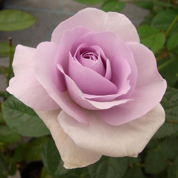 予約販売 バラ 苗 バラ 新苗 中輪 ブルーバユー 木立性 四季咲き 薔薇 ばら 紫 tros 4月...