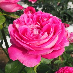 日本花キ流通 予約販売 バラ 苗 バラ 新苗 オールドローズ