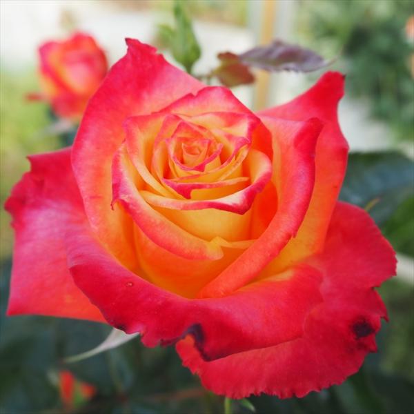 予約販売 バラ 苗 バラ 新苗 中輪 マインミュンヘン 木立性 四季咲き 薔薇 ばら オレンジ tr...