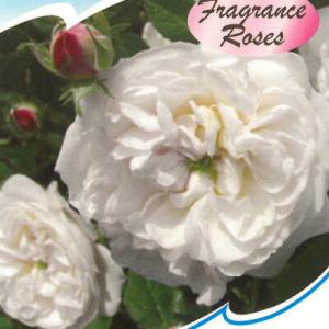 予約販売 バラ 苗 バラ 新苗 オールドローズ マダムプランティエ 中輪 薔薇 ばら 白 tros ...