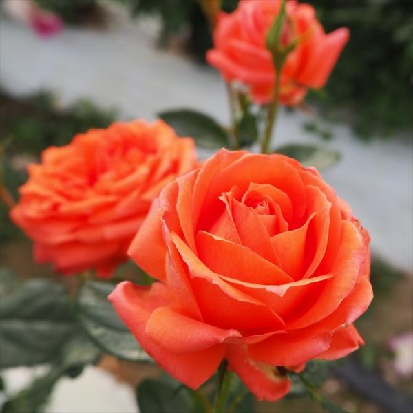 予約販売 バラ 苗 バラ 新苗 中輪 マリーナ 木立性 四季咲き 薔薇 ばら オレンジ tros 4...