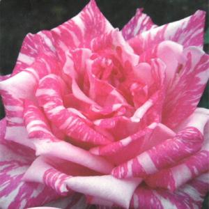 予約販売 バラ 苗 バラ 新苗 大輪 モダンタイムス 木立性 四季咲き 薔薇 ばら ピンク tros...