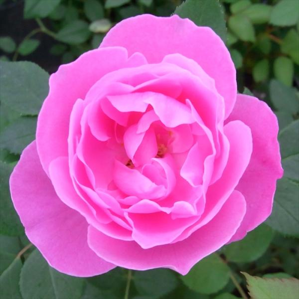 予約販売 バラ 苗 バラ 新苗 オールドローズ ラレーヌビクトリア 中輪 薔薇 ばら ピンク tro...